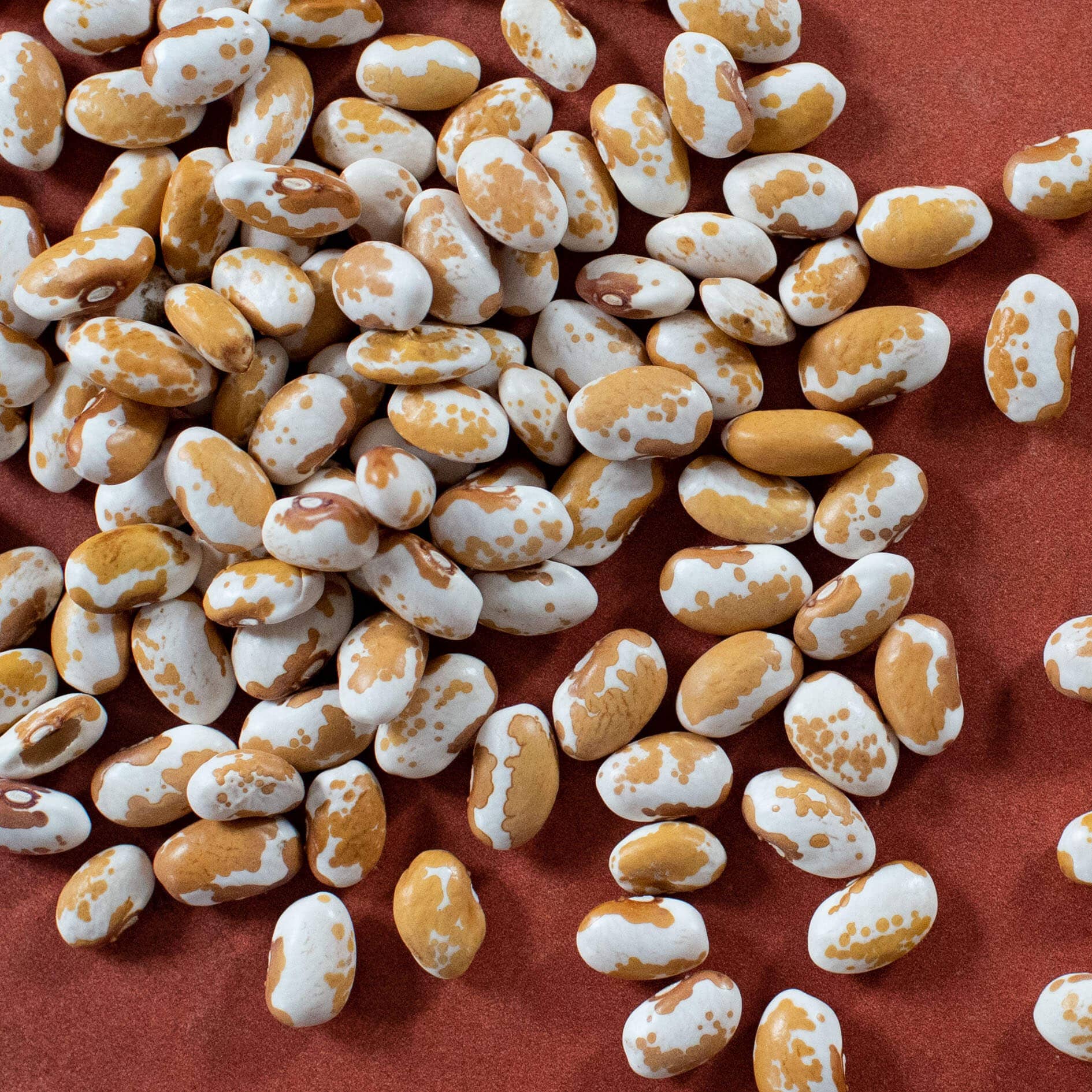 Southwest Gold Beans (Organic)