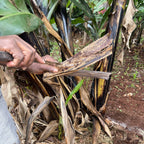 Sisal Angel Ornaments: Star