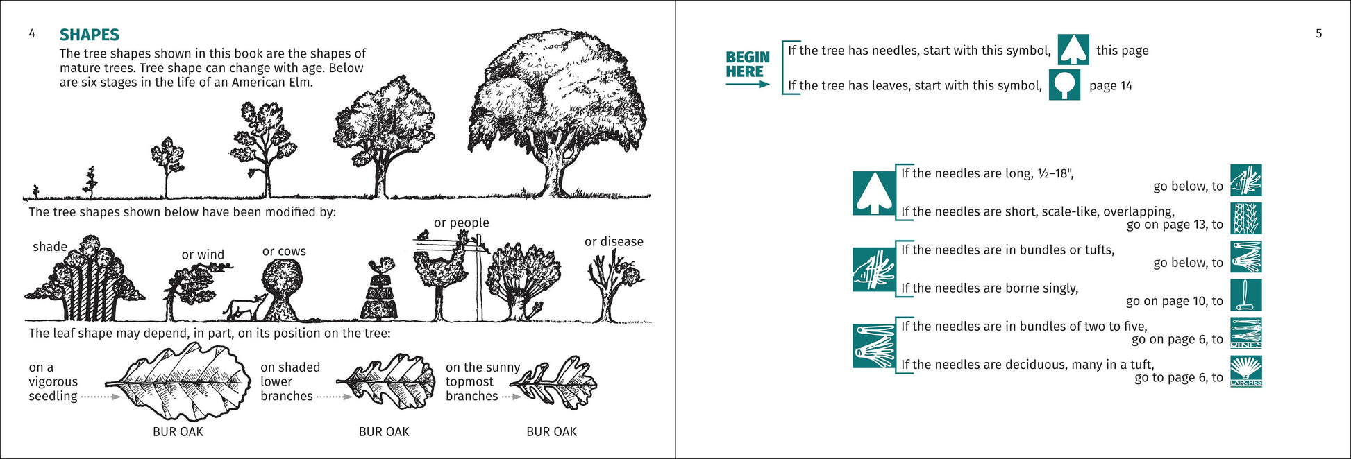 Tree Finder Eastern 3e