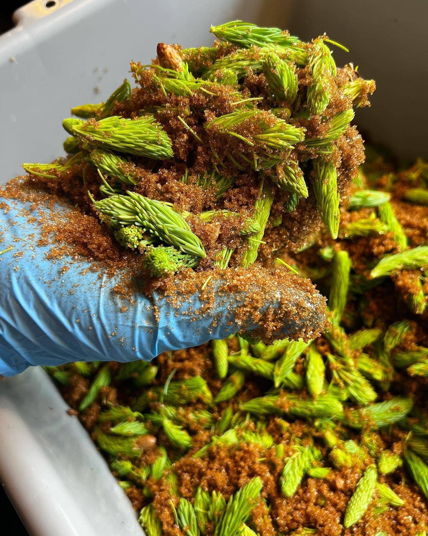 Spruce Syrup