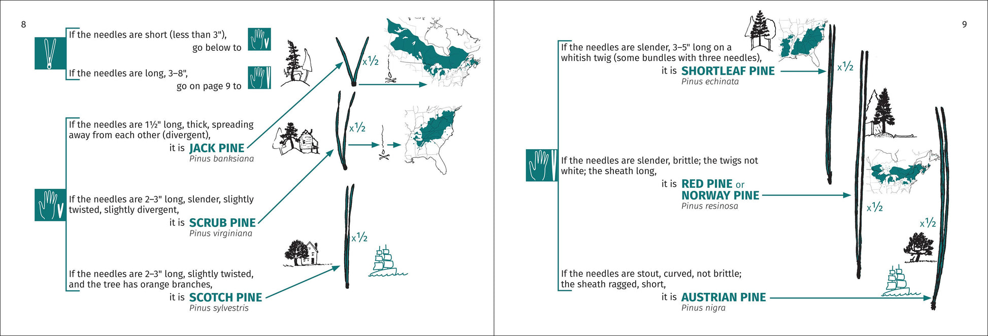 Tree Finder Eastern 3e