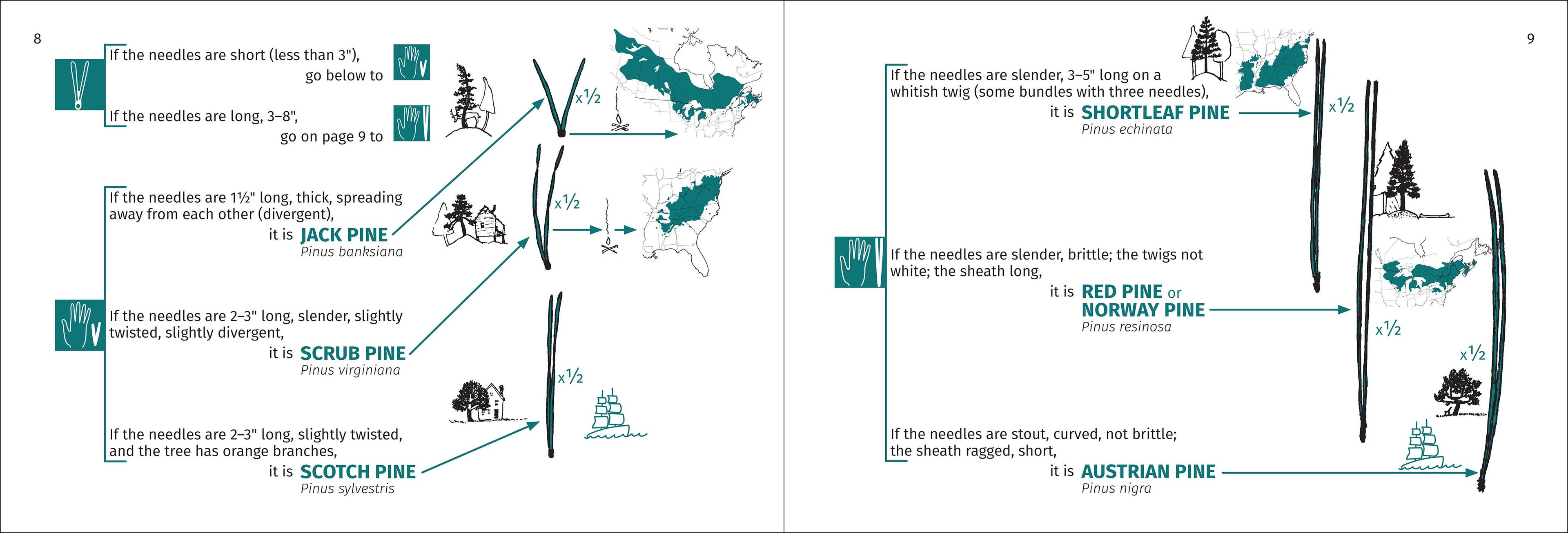 Tree Finder Eastern 3e