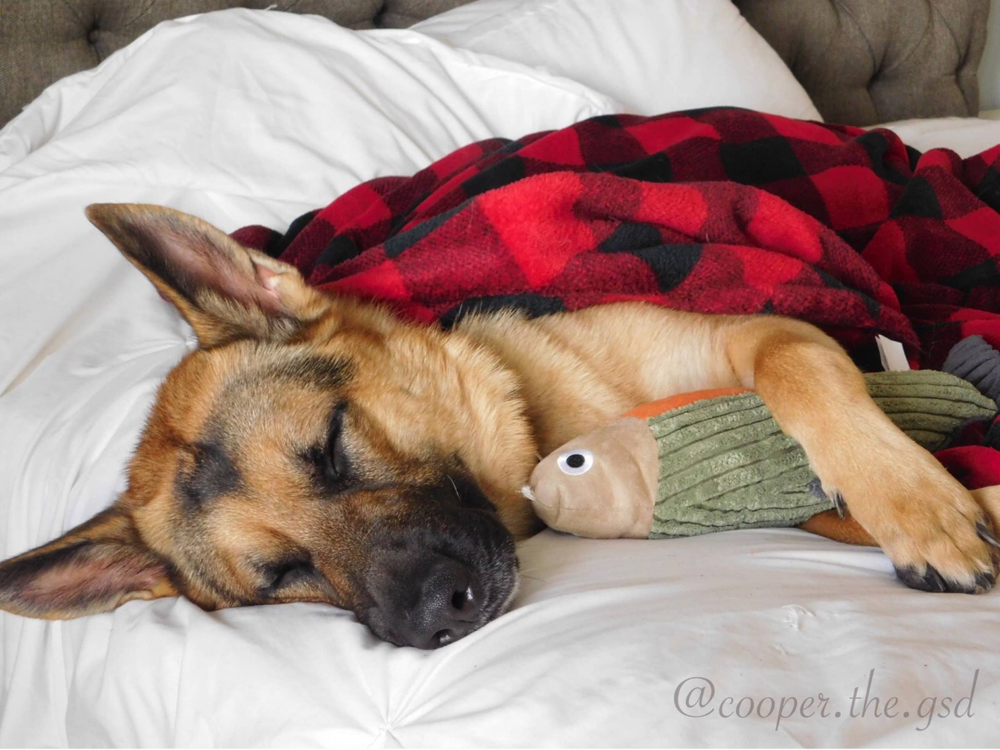 Dog sleeping on a bed with a red and black plaid blanket and a green plush toy.