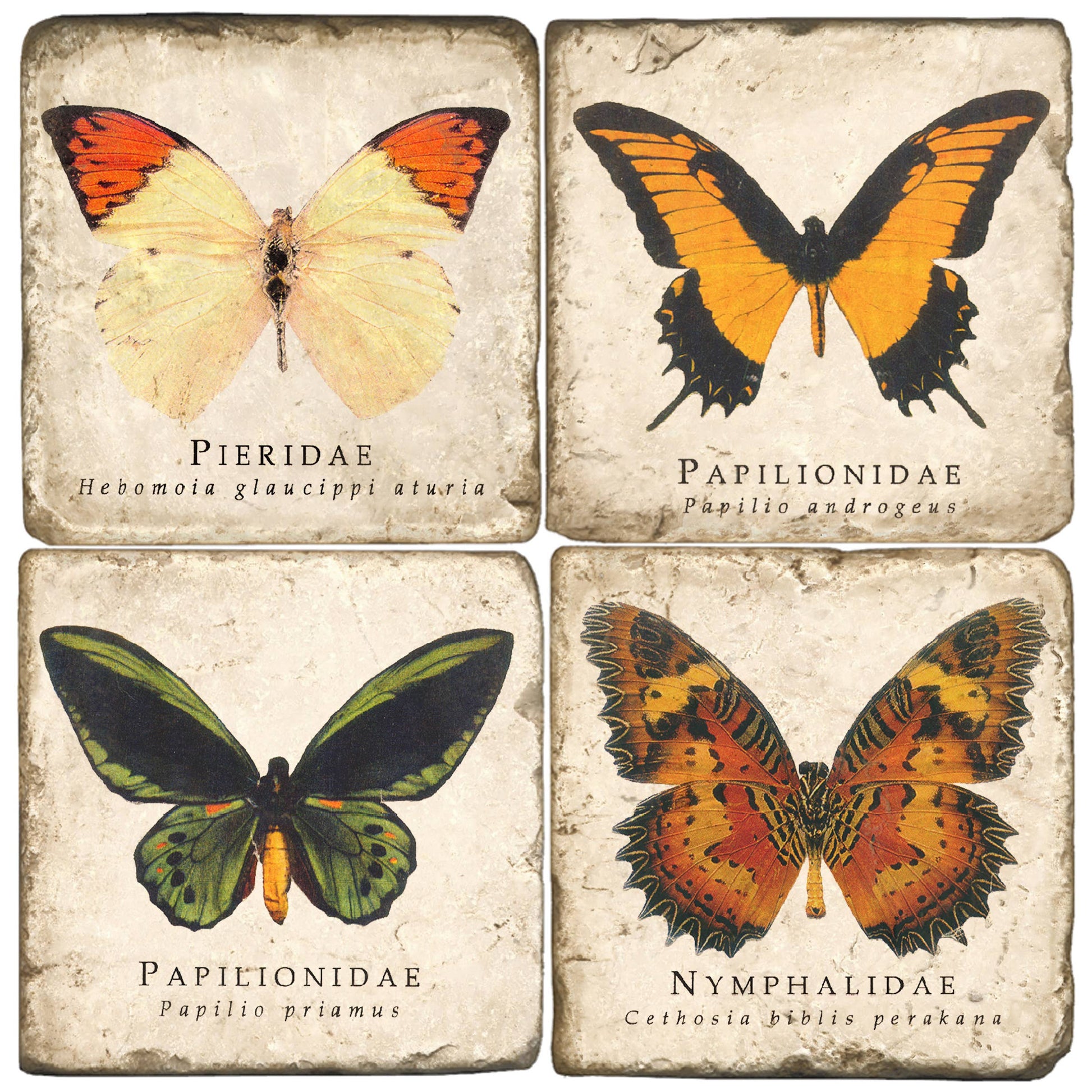 Four square decorative tiles or coasters arranged in a 2x2 grid, each featuring a different vintage-style butterfly illustration with labeled scientific names: Pieridae, Papilionidae, Nymphalidae.