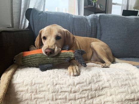 Dog sitting on a couch with a toy in its mouth