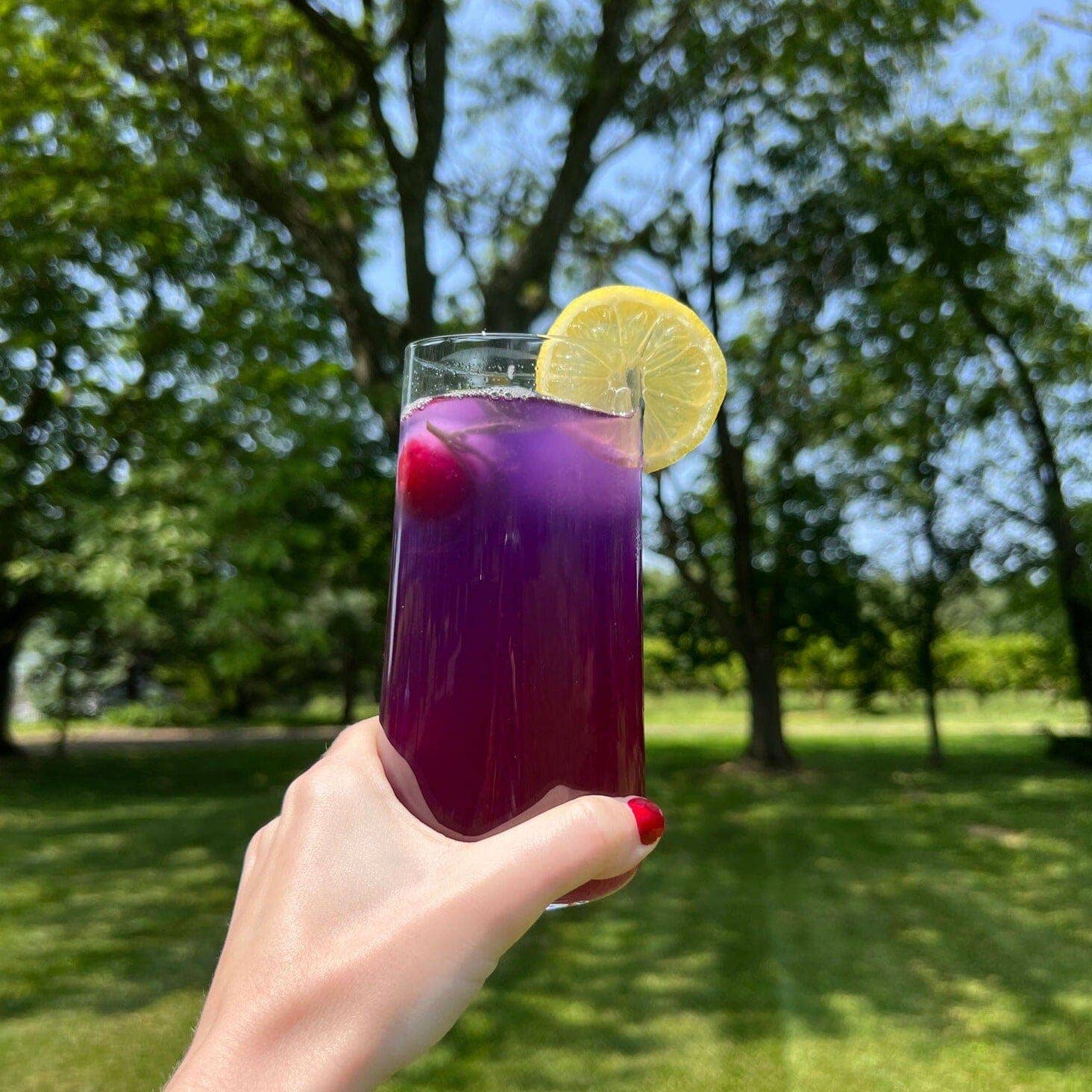 Blue Butterfly Tea | Color Changing Pea Flower Tea