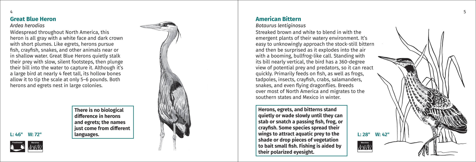 Bird Finder 2e