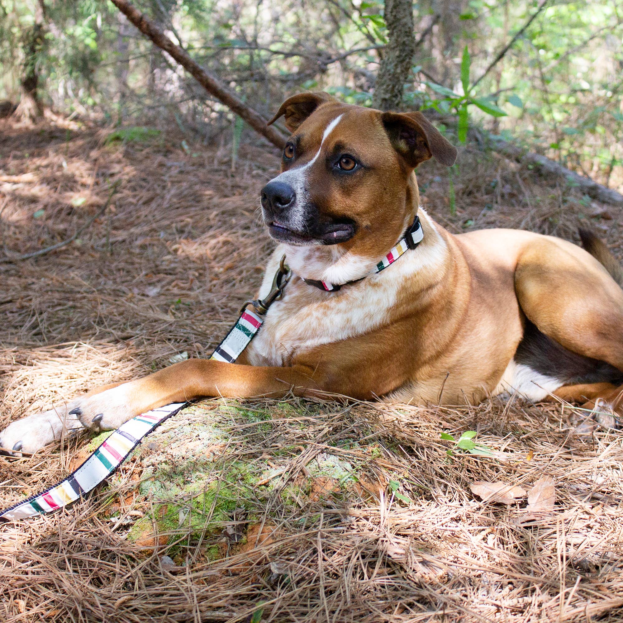 Park Hiker Dog Leash