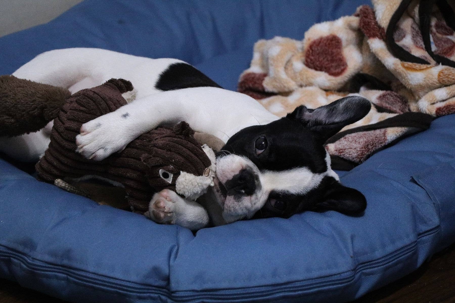 Dog playing with a plush toy on a blue dog bed