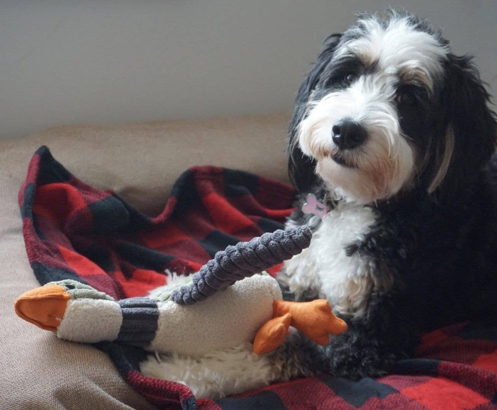 Dog playing with a toy on a couch with a plaid blanket