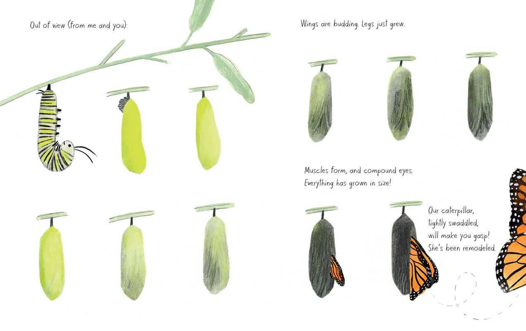 Monarch by Kirsten Hall: Hardcover; 48 pages / English