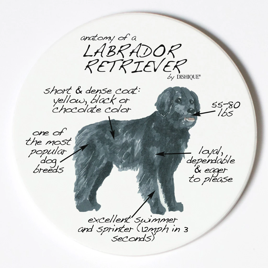 Dog Breed Anatomy Coaster - Labrador Retriever