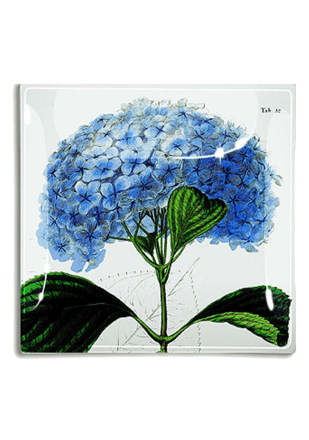 Ben's Garden - Blue Hydrangea Decoupage Glass Tray: 6"X 6"