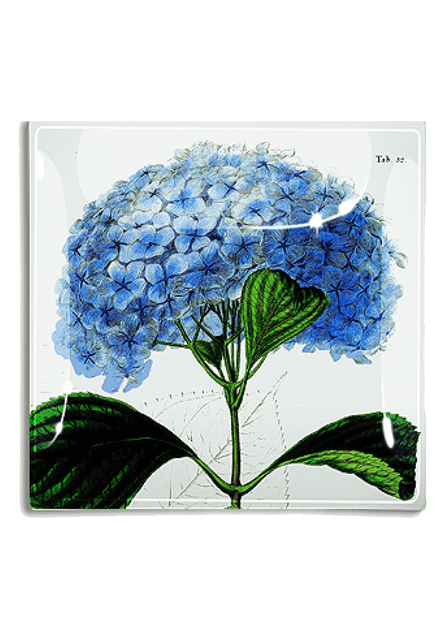Ben's Garden - Blue Hydrangea Decoupage Glass Tray: 6"X 6"