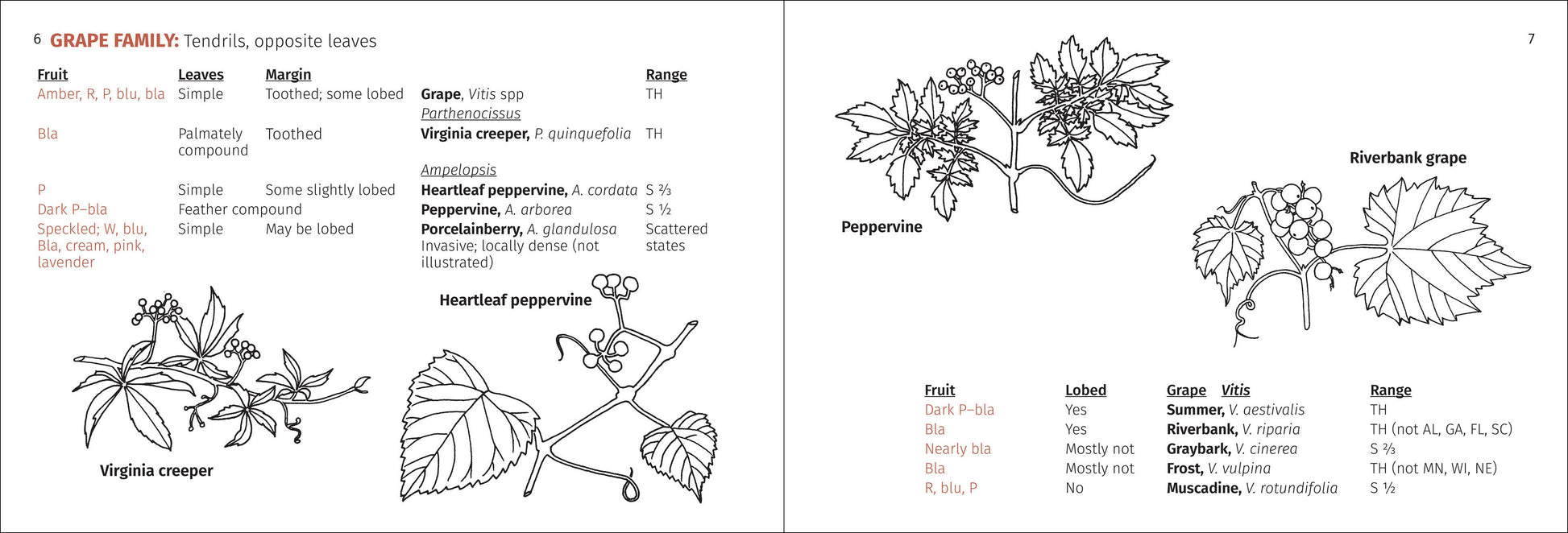Berry Finder 3e