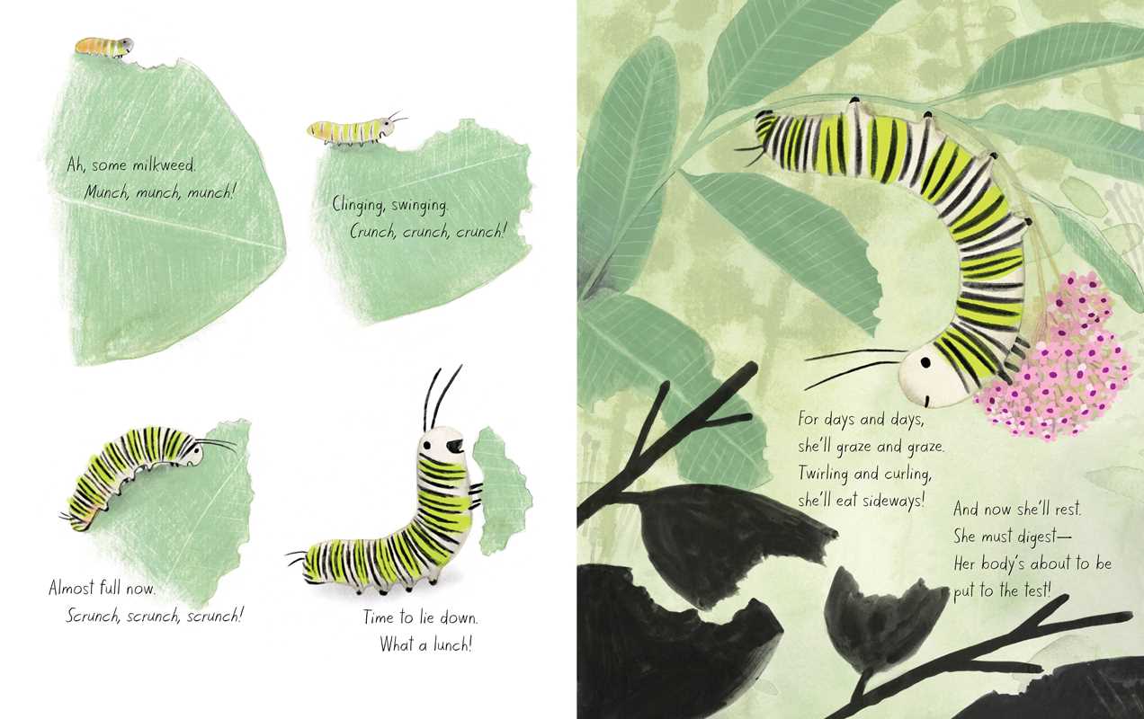 Monarch by Kirsten Hall: Hardcover; 48 pages / English