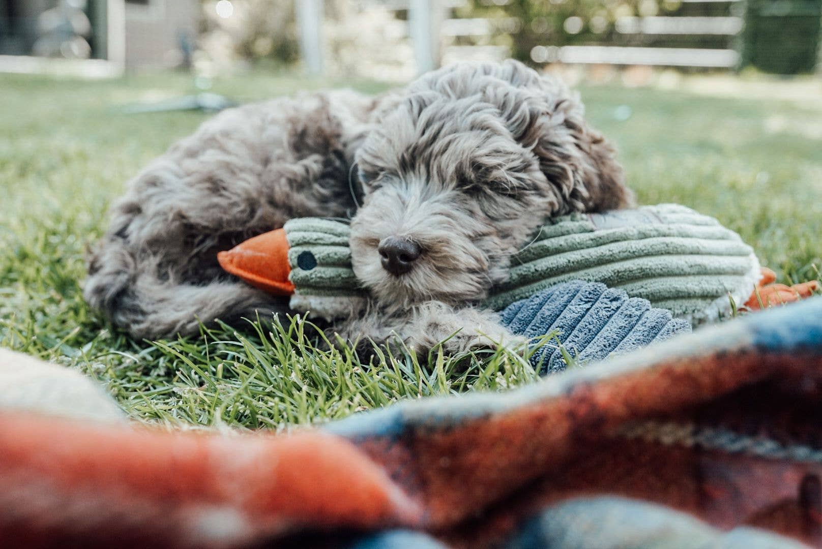 Dog lying on grass with a toy duck and colorful blanket