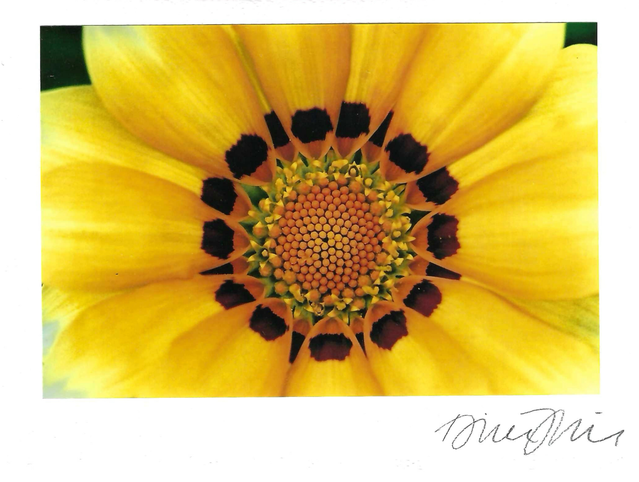 Yellow Mandala Print Card
