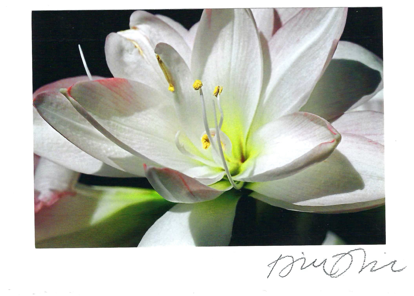 Berger Amaryllis Print Card