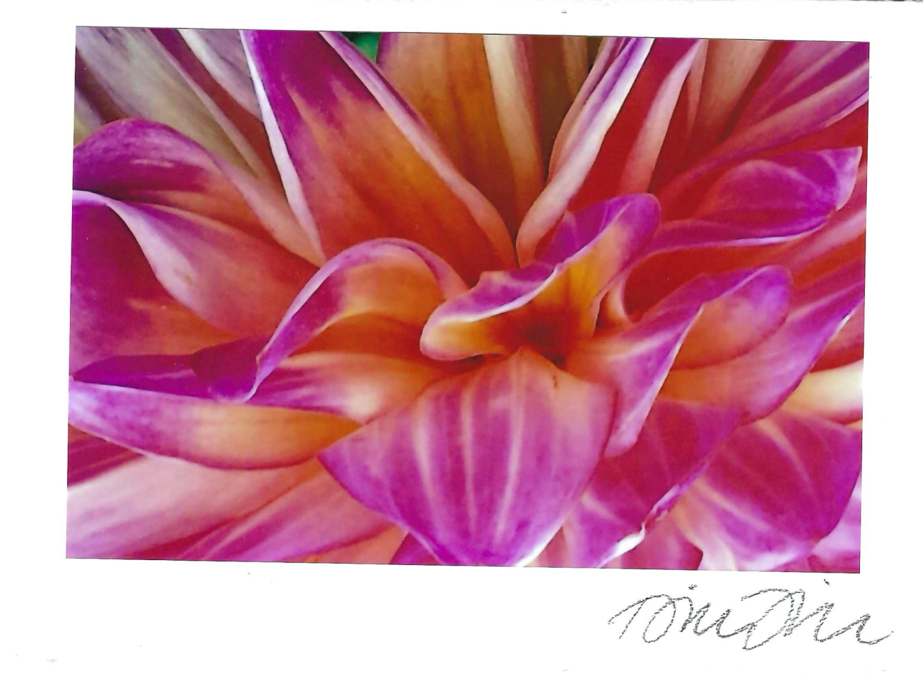 Pink Dahlia Print Card