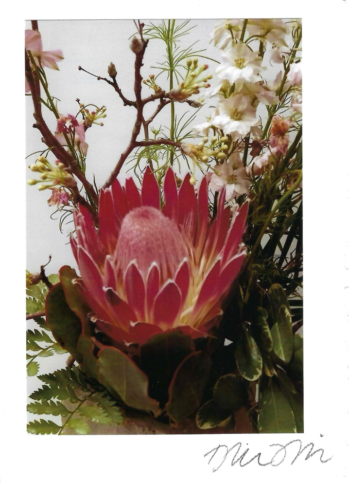 Protea Print Card