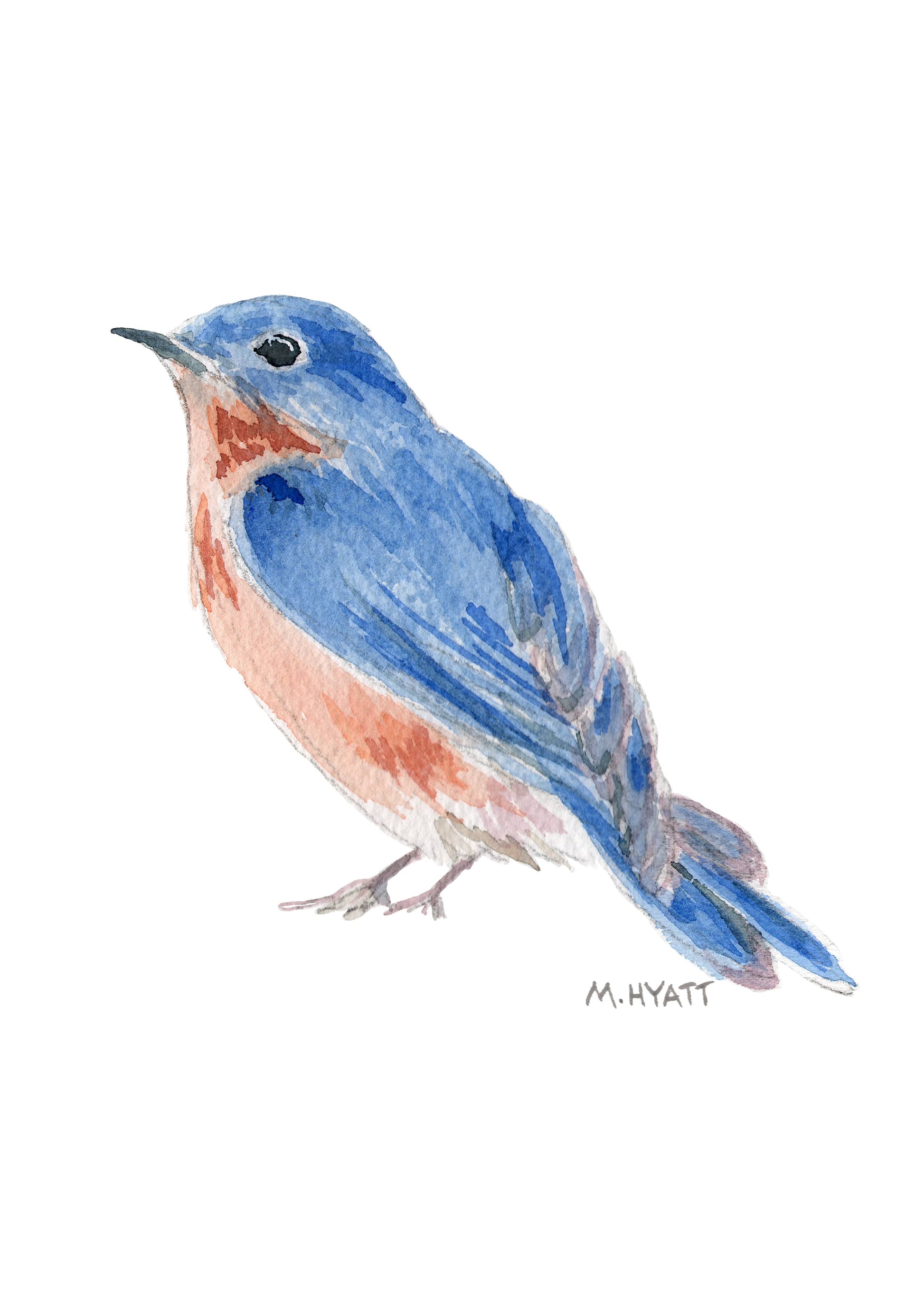 Watercolor painting of a bluebird with a bright blue back and wings, a warm orange-red chest, and pale grayish legs, shown on a plain white background with the artist signature M. Hyatt below.