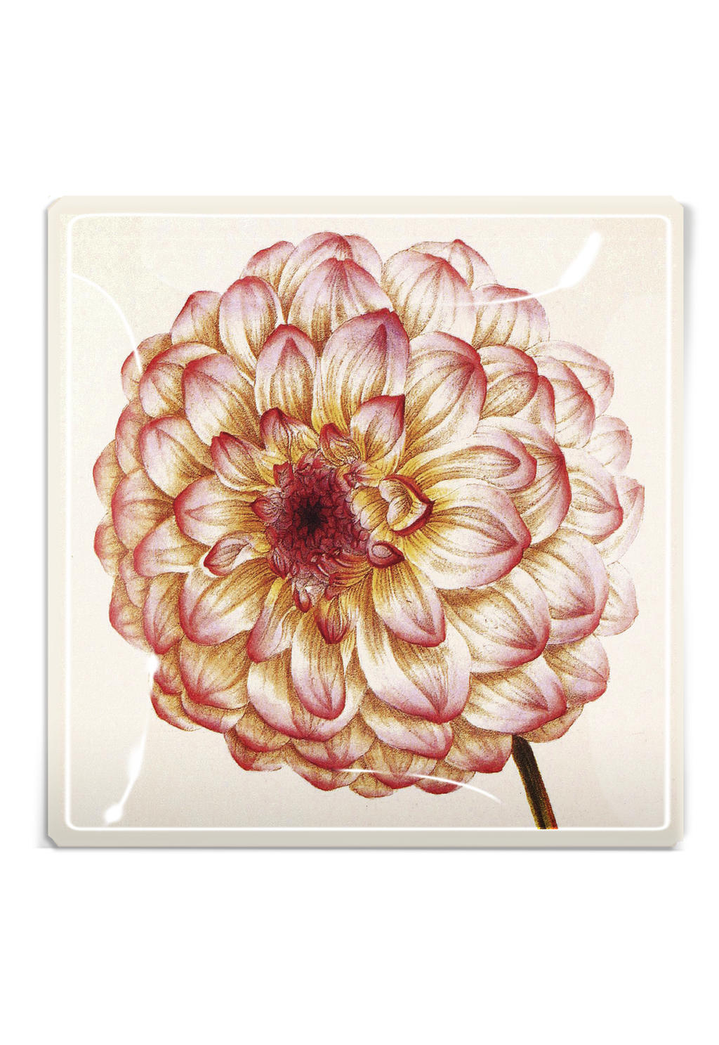 Ben's Garden - Pink Dahlia Decoupage Glass Tray: 6"X 6"