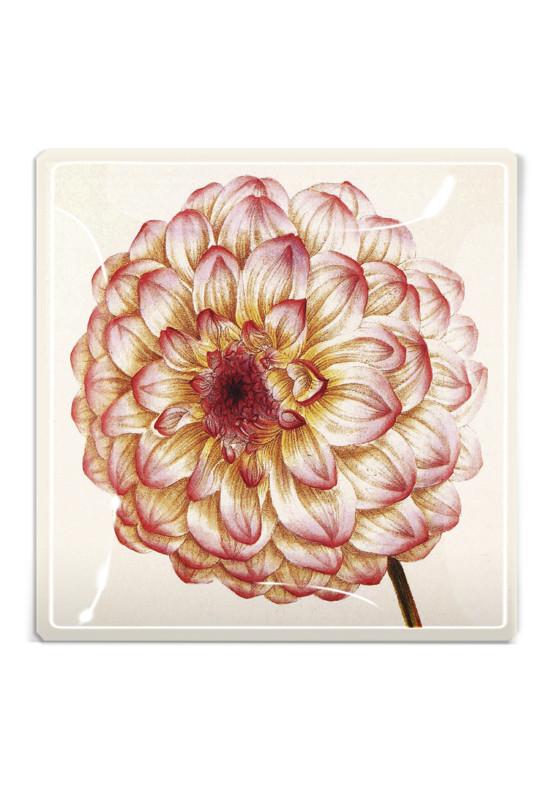 Ben's Garden - Pink Dahlia Decoupage Glass Tray: 6"X 6"