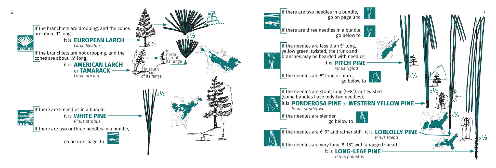 Tree Finder Eastern 3e