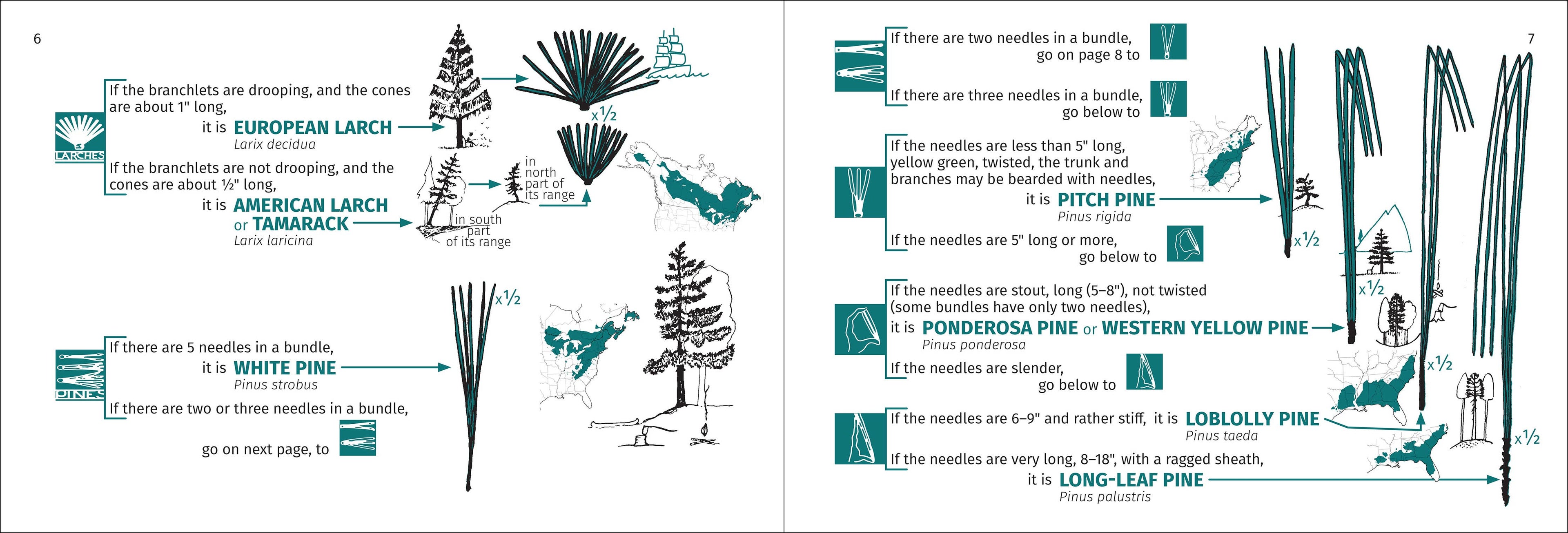 Tree Finder Eastern 3e