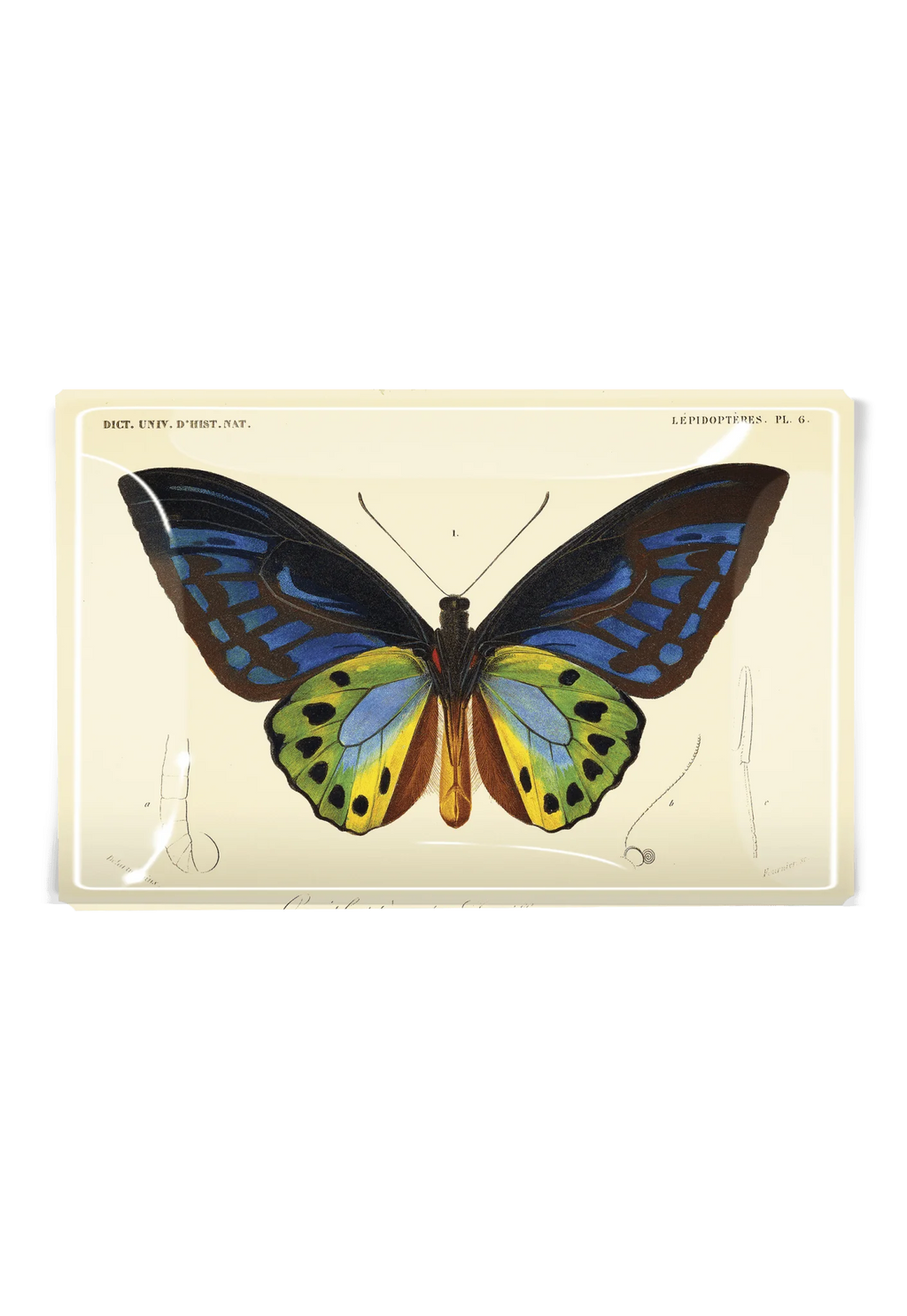 Ben's Garden - Tropical Butterfly No. 6 Decoupage Glass Tray: 4"X 6"