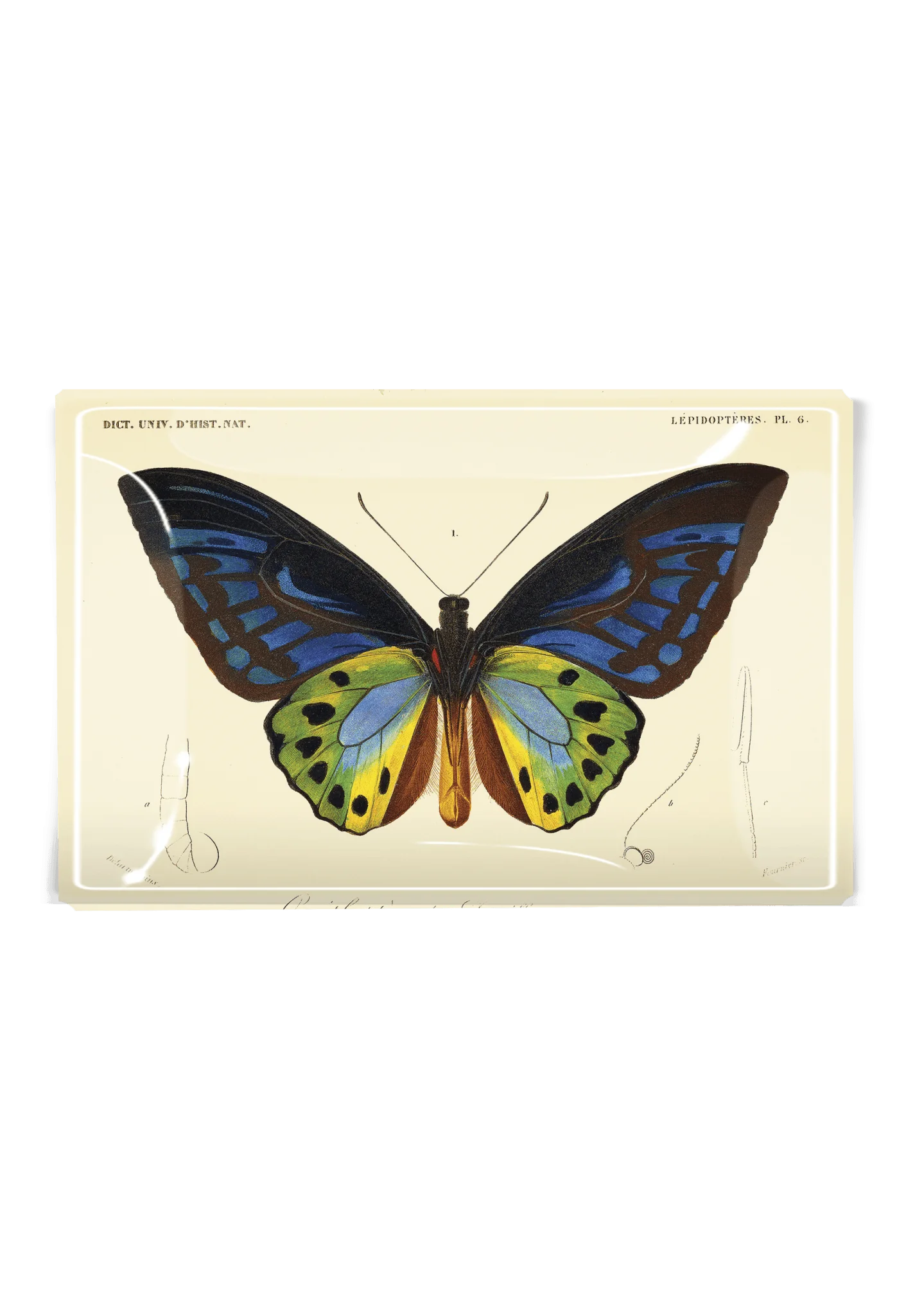 Ben's Garden - Tropical Butterfly No. 6 Decoupage Glass Tray: 4"X 6"