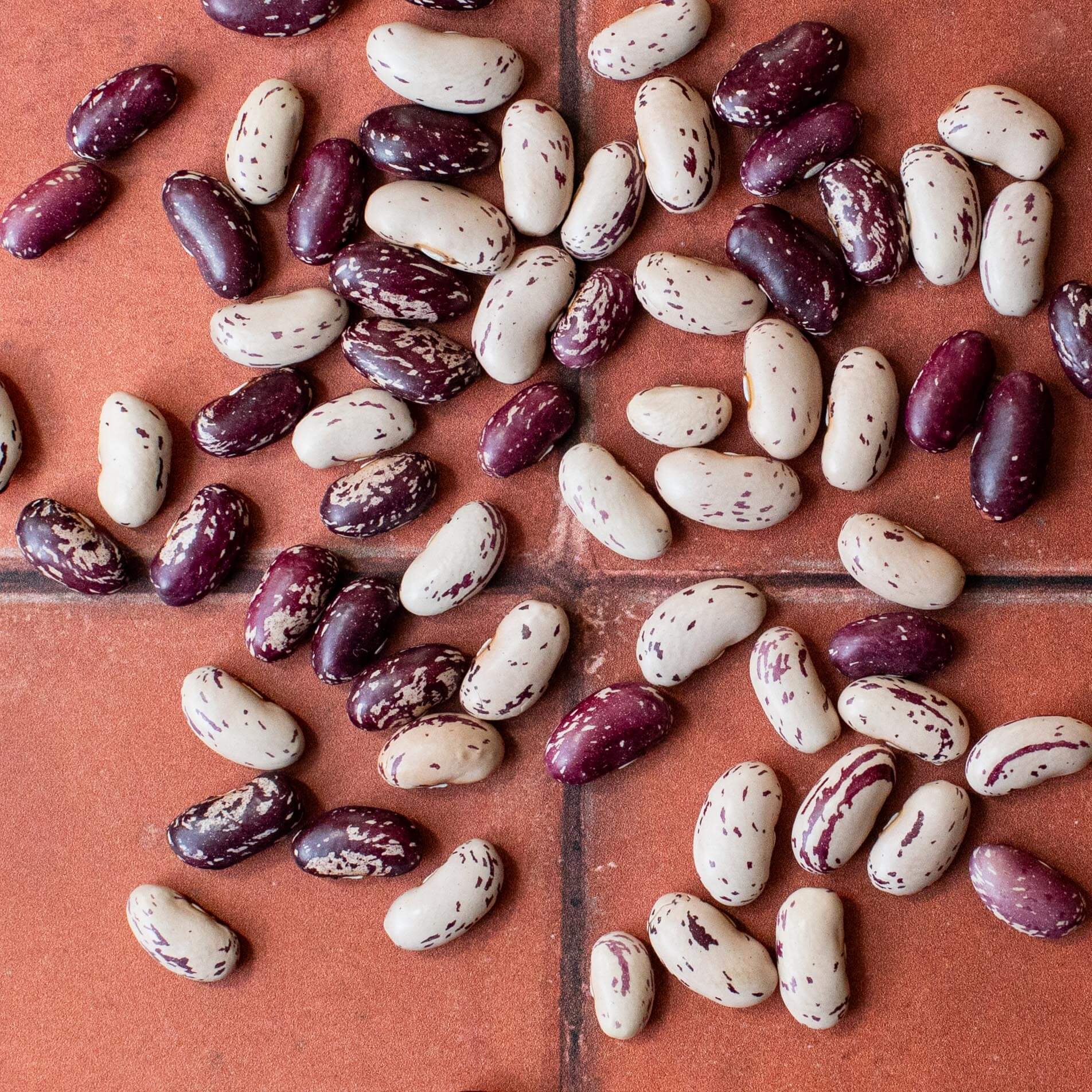 Speckled Bayo Beans