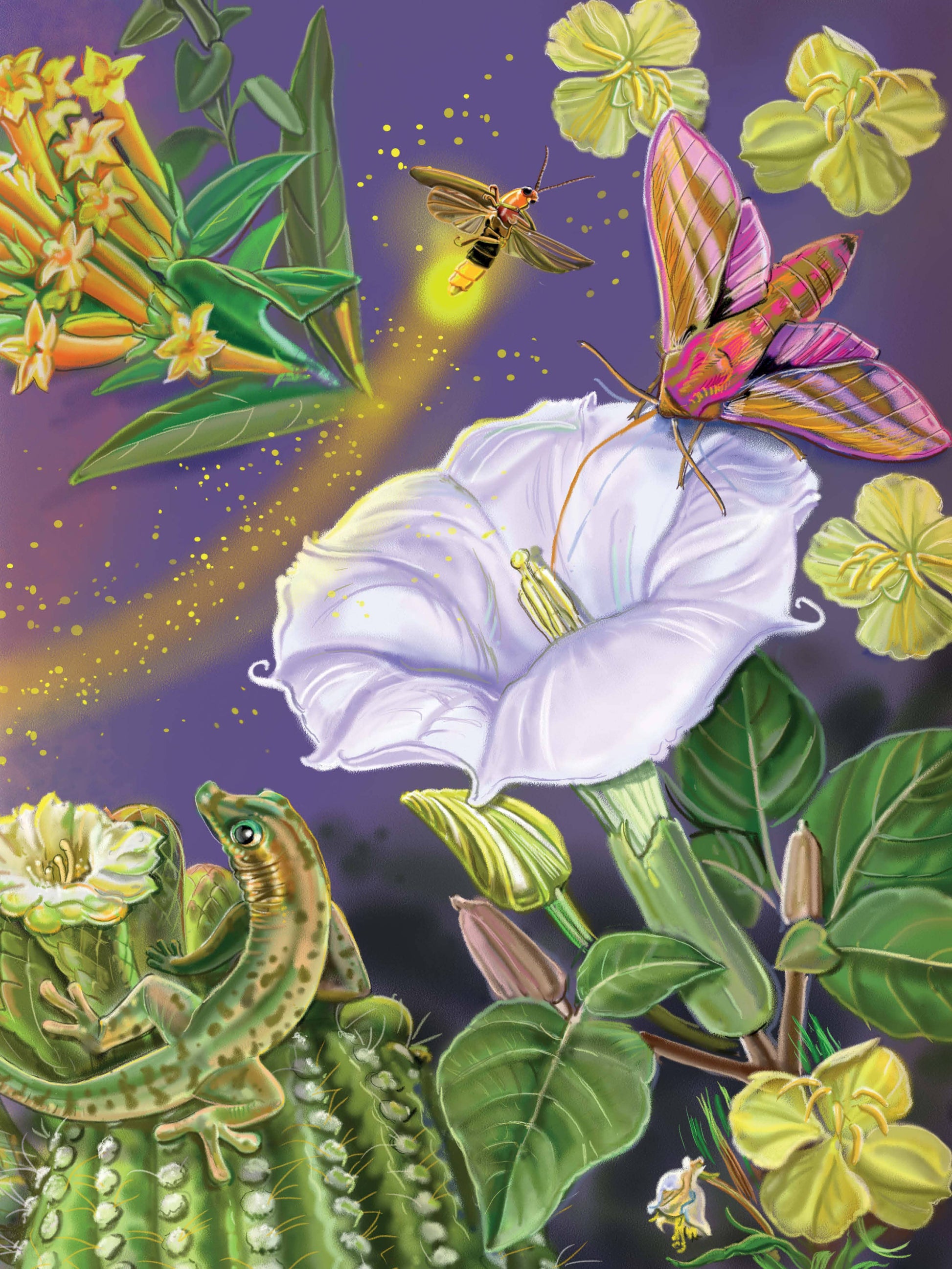 Meet the Pollinators: A Night and Day Adventure