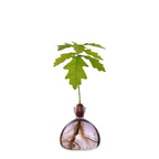 Acorn Vase