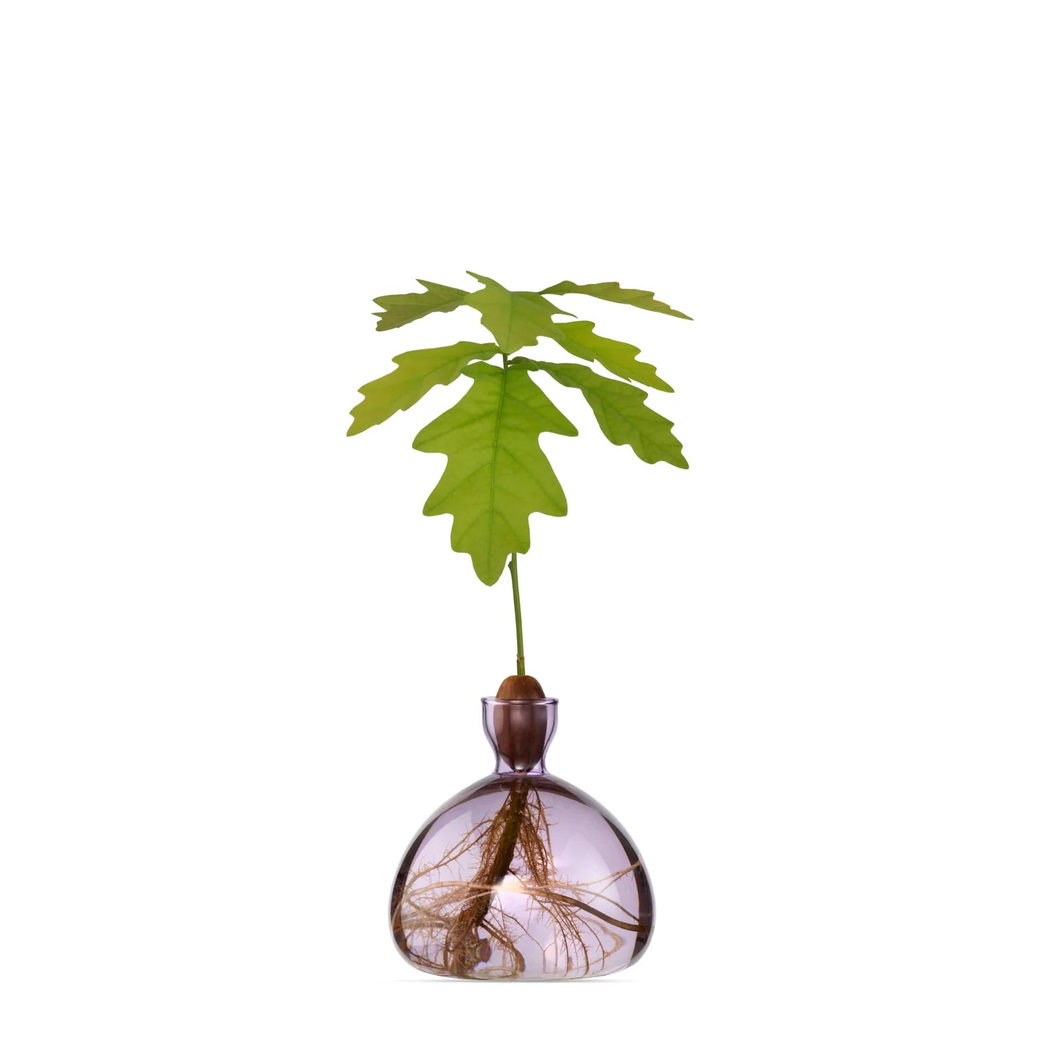 Acorn Vase