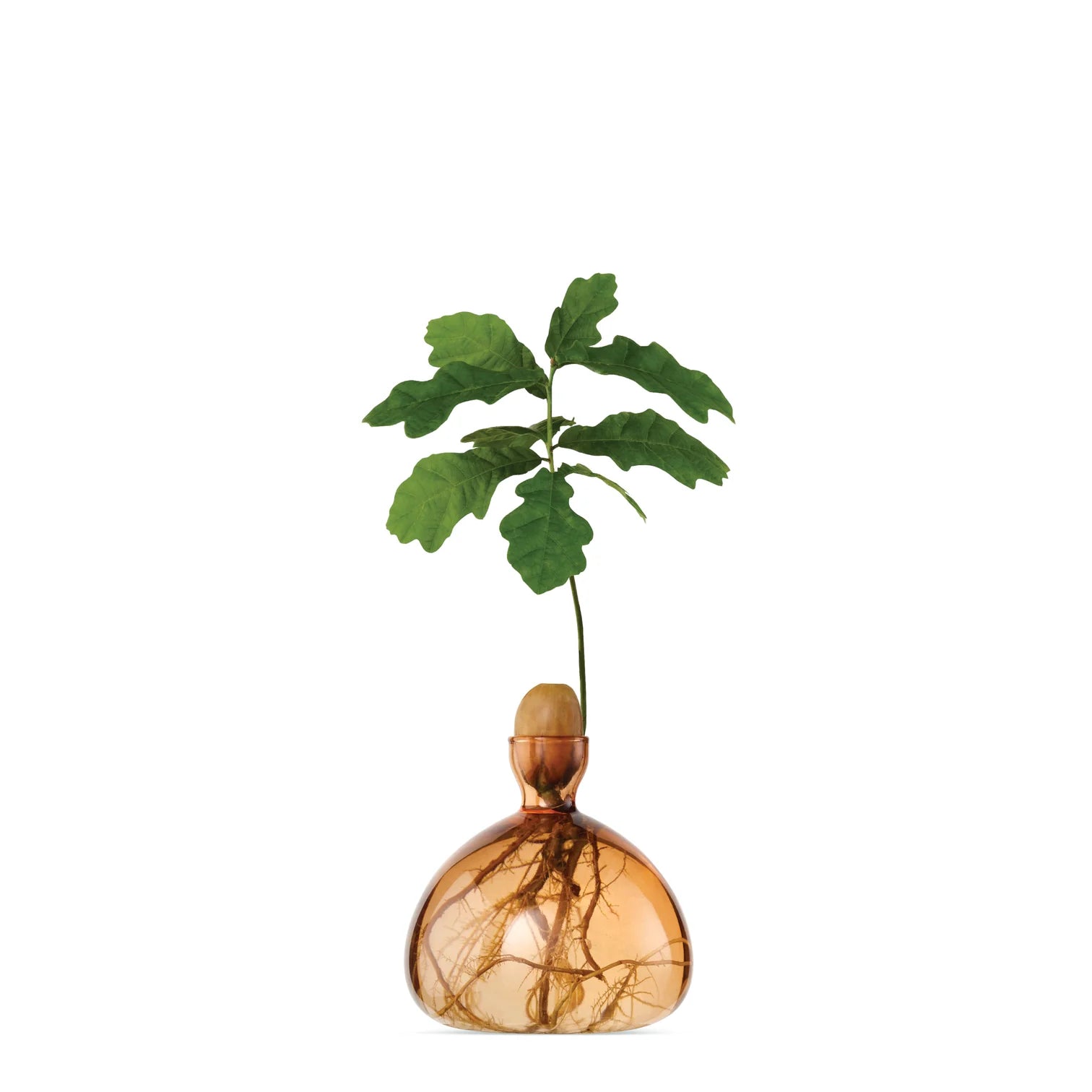 Acorn Vase